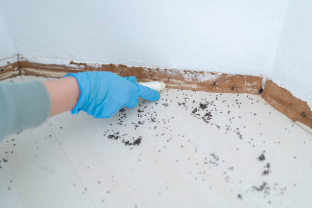 Best Pest Removal Services  in Paducah, TX